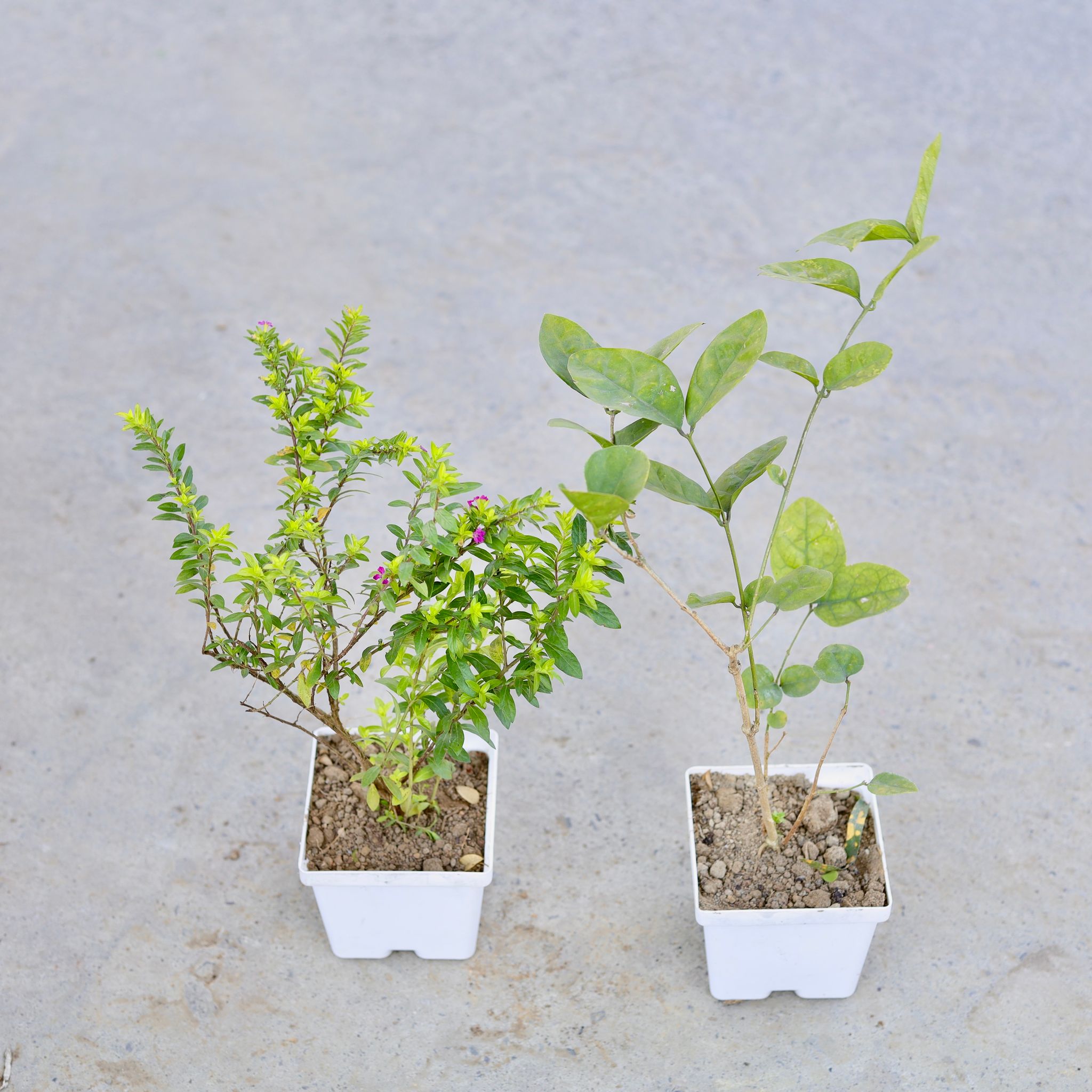 Set of 2 - Cuphea / False Heather (Any Colour) & Motiya Jasmine (Any Colour) in 4 Inch Elegant White Square Plastic Pot