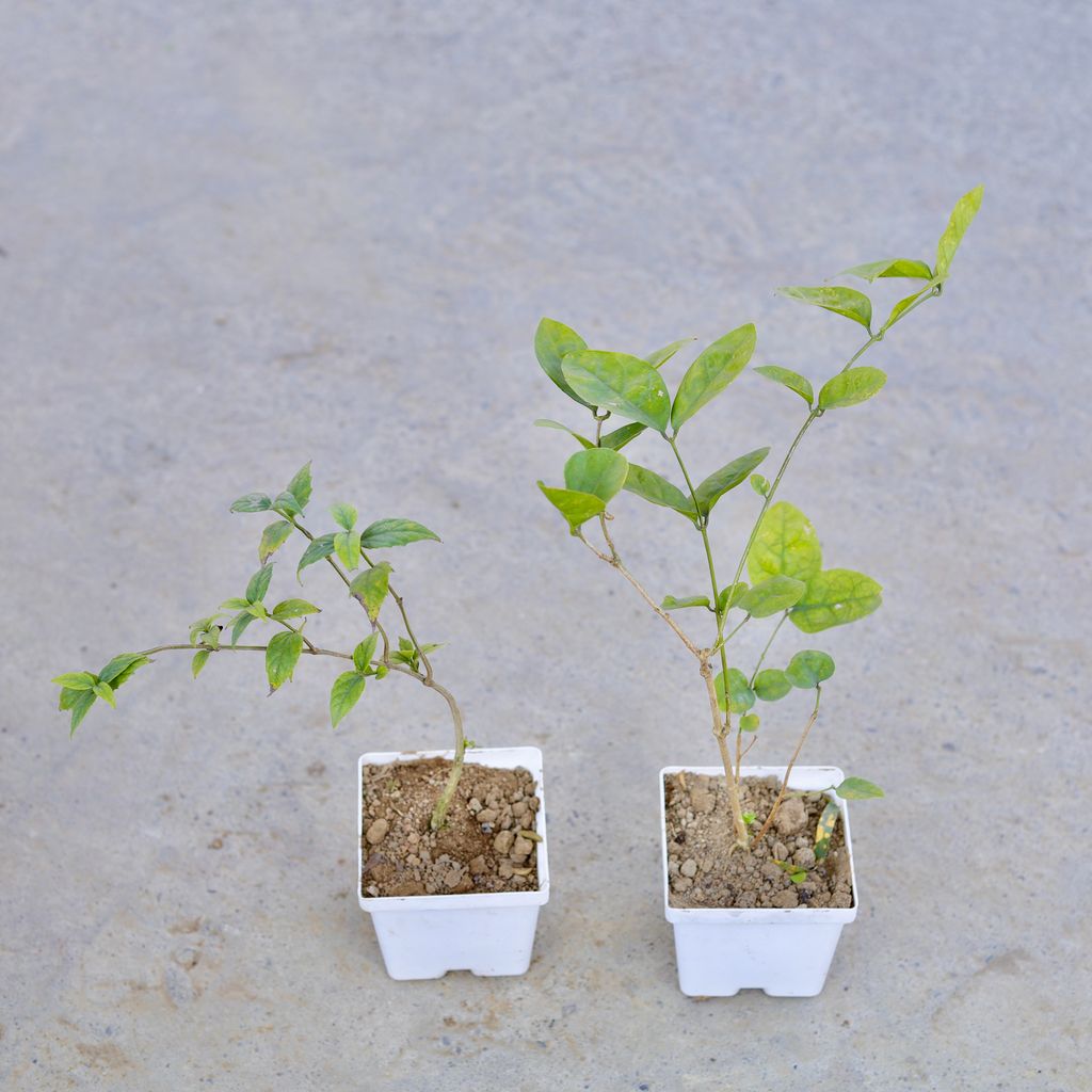 Buy Set of 2 - Harsingar / Parijat & Motiya Jasmine (Any Colour) in 4 Inch Elegant White Square Plastic Pot | Urvann.com Set of 2 - Harsingar / Parijat & Motiya Jasmine (Any Colour) in 4 Inch Elegant White Square Plastic Pot
