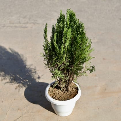 Buy Morpankhi ijn 8 Inch Classy White Plastic Pot | Urvann.com