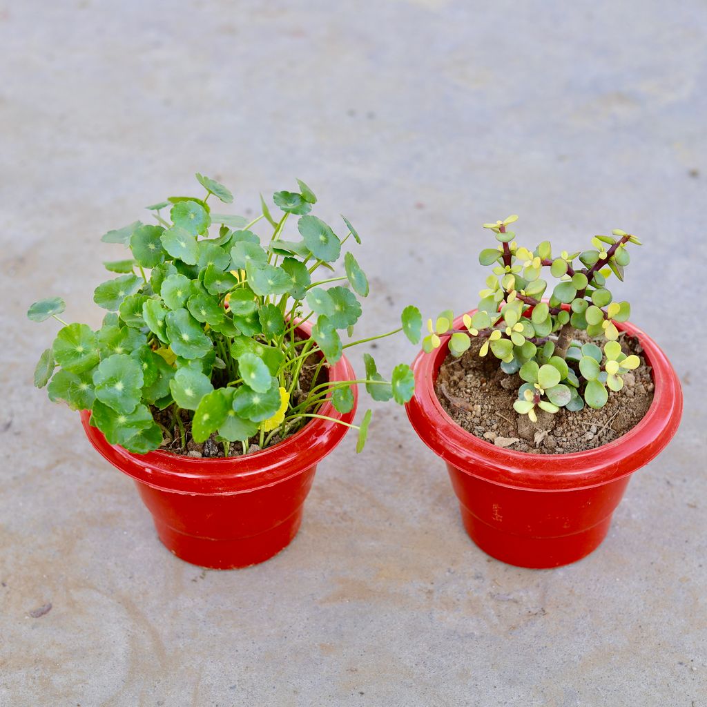Set of 2 - Jade & Brahmi Dollar / Pennywort / Coin Plant in 6 Inch Classy Red Plastic Pot