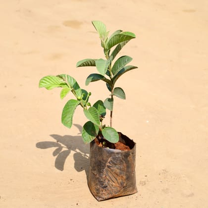 Buy Amrood / Guava� Online | Urvann.com