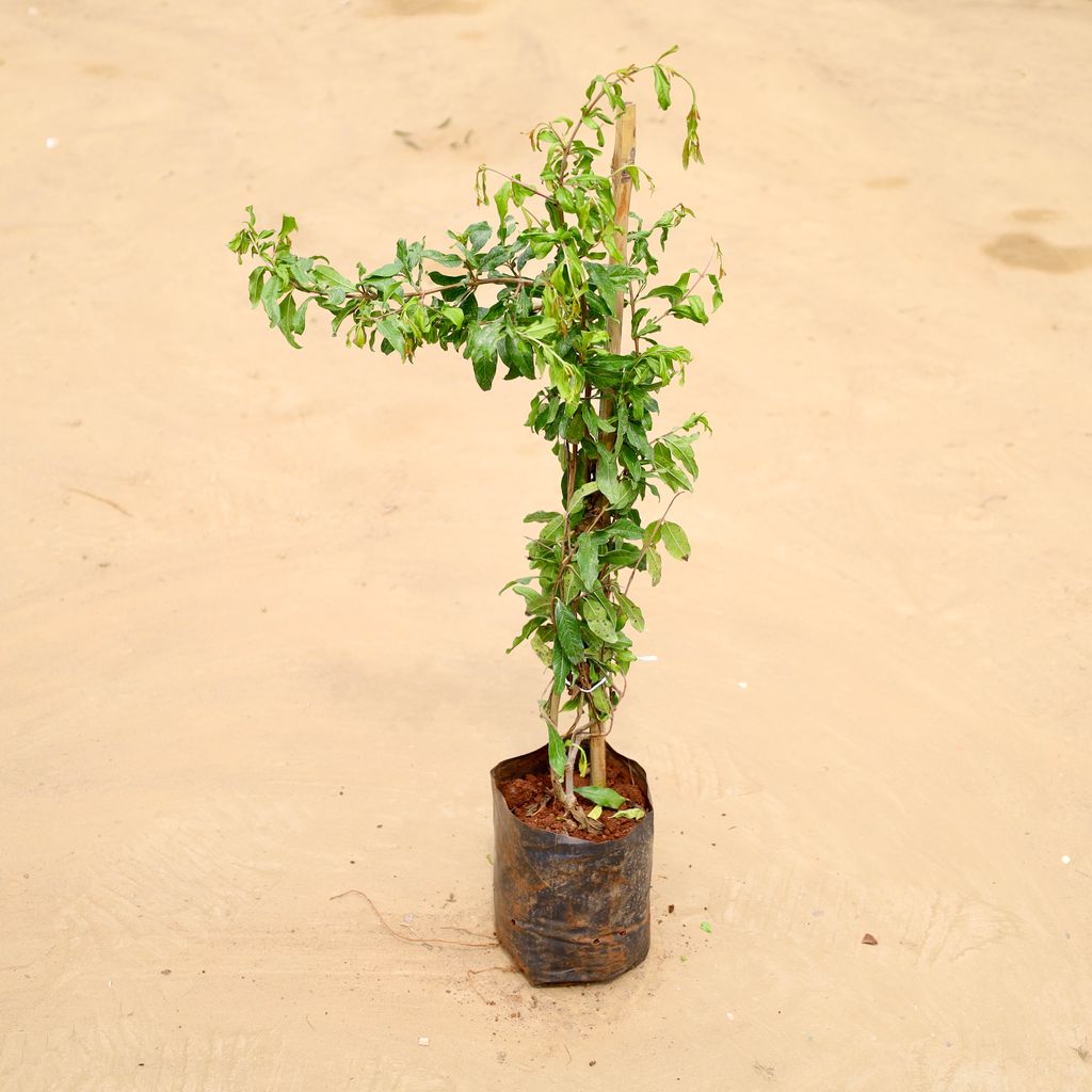 Buy Anar / Pomegranate Online | Urvann.com Anar / Pomegranate in 6 Inch Nursery Bag