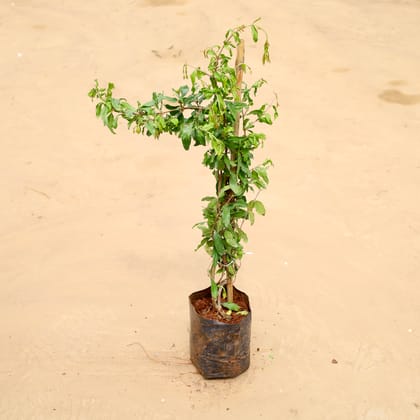Buy Anar / Pomegranate Online | Urvann.com