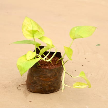 Buy Money Plant Golden Online | Urvann.com