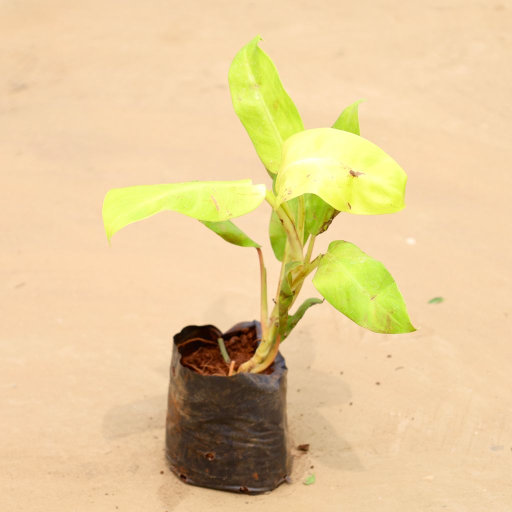 Buy Philodendron Golden Online | Urvann.com Philodendron Golden in 4 Inch Nursery Bag