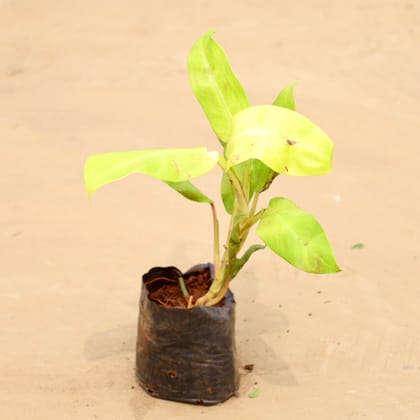 Buy Philodendron Golden  Online | Urvann.com