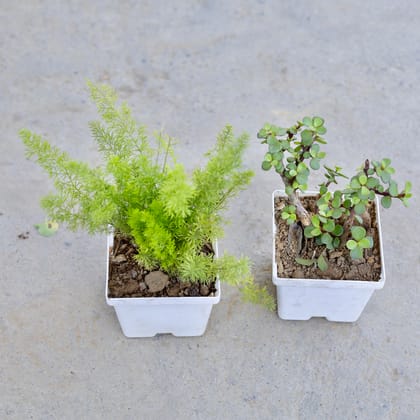 Buy Set of 2 - Asparagus Mary & Jade in 4 Inch Elegant White Square Plastic Pot | Urvann.com