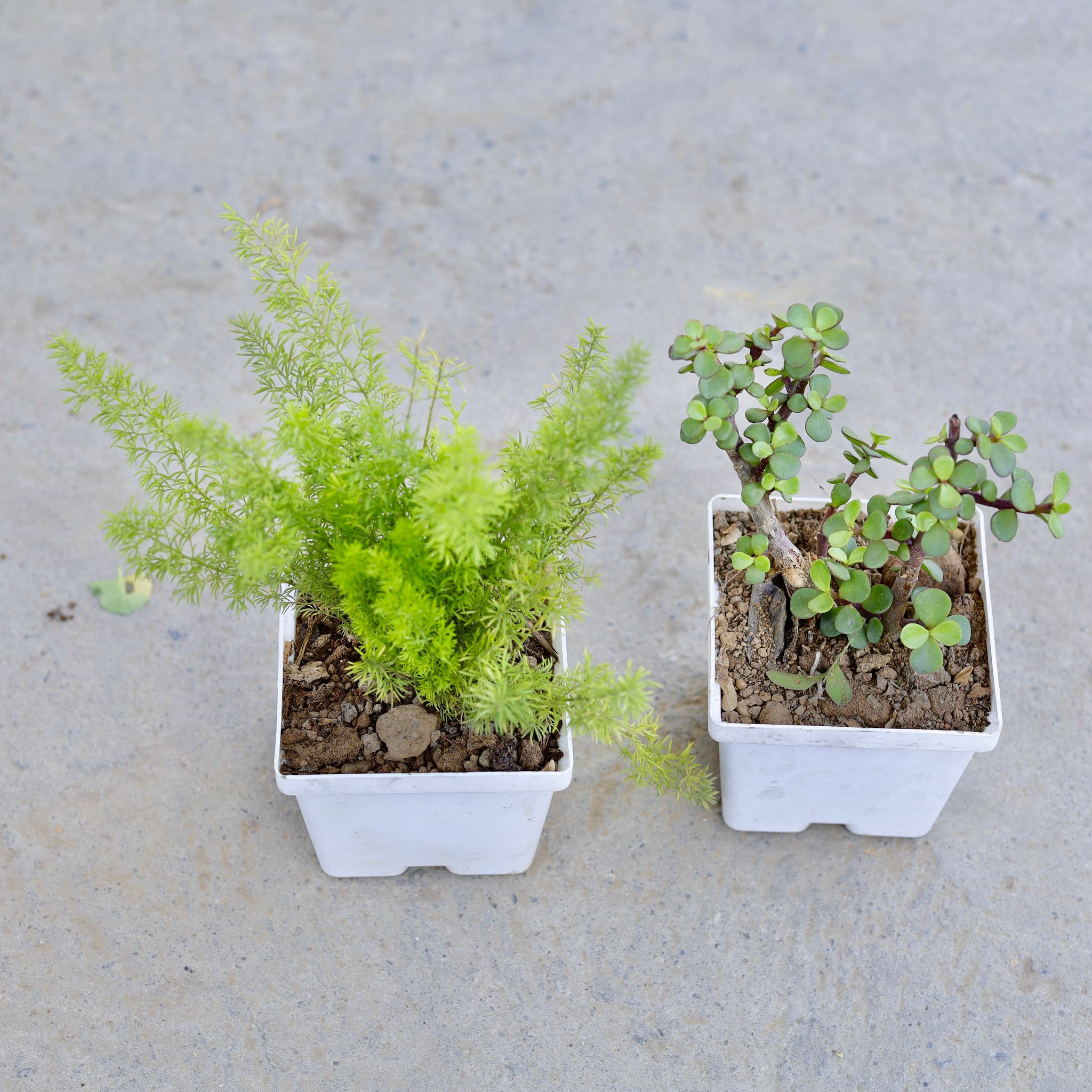 Set of 2 - Asparagus Mary & Jade in 4 Inch Elegant White Square Plastic Pot