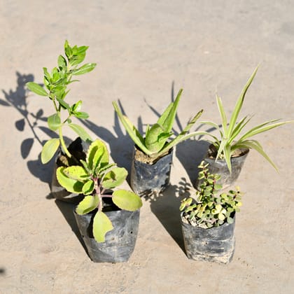 Buy Set of 5 - Periwinkle / Sadabahar / Vinca (Any Colour), Aloe Vera, Spider Plant, Jade & Patharchatta / Kalanchoe Pinnata in 4 Inch Nursery bag | Urvann.com