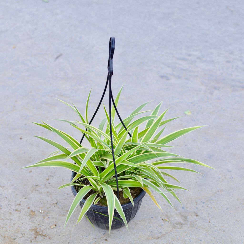 Buy Spider Plant in 6 Inch Hanging Pot | Urvann.com Spider Plant in 6 Inch Hanging Pot