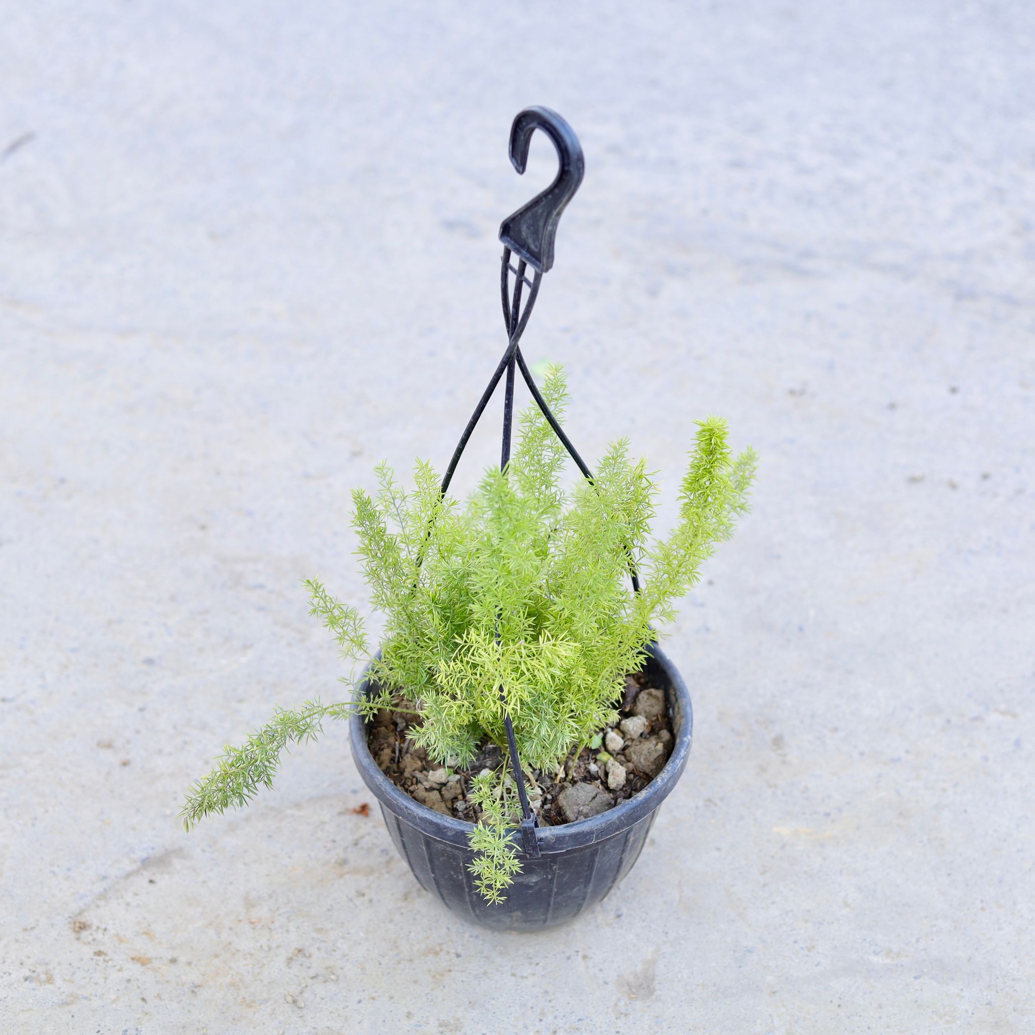 Asparagus Mary in 6 Inch Hanging Pot