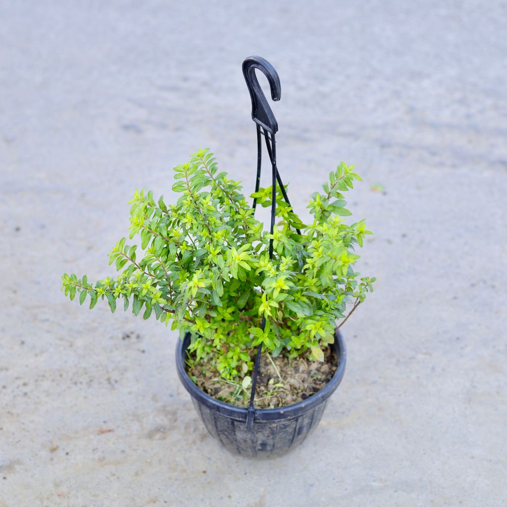Buy Cuphea / False Heather (Any Colour) in 6 Inch Hanging Pot | Urvann.com Cuphea / False Heather (Any Colour) in 6 Inch Hanging Pot
