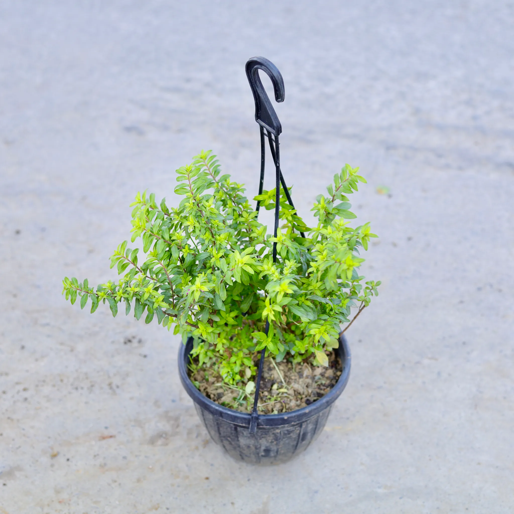 Cuphea / False Heather (Any Colour) in 6 Inch Hanging Pot