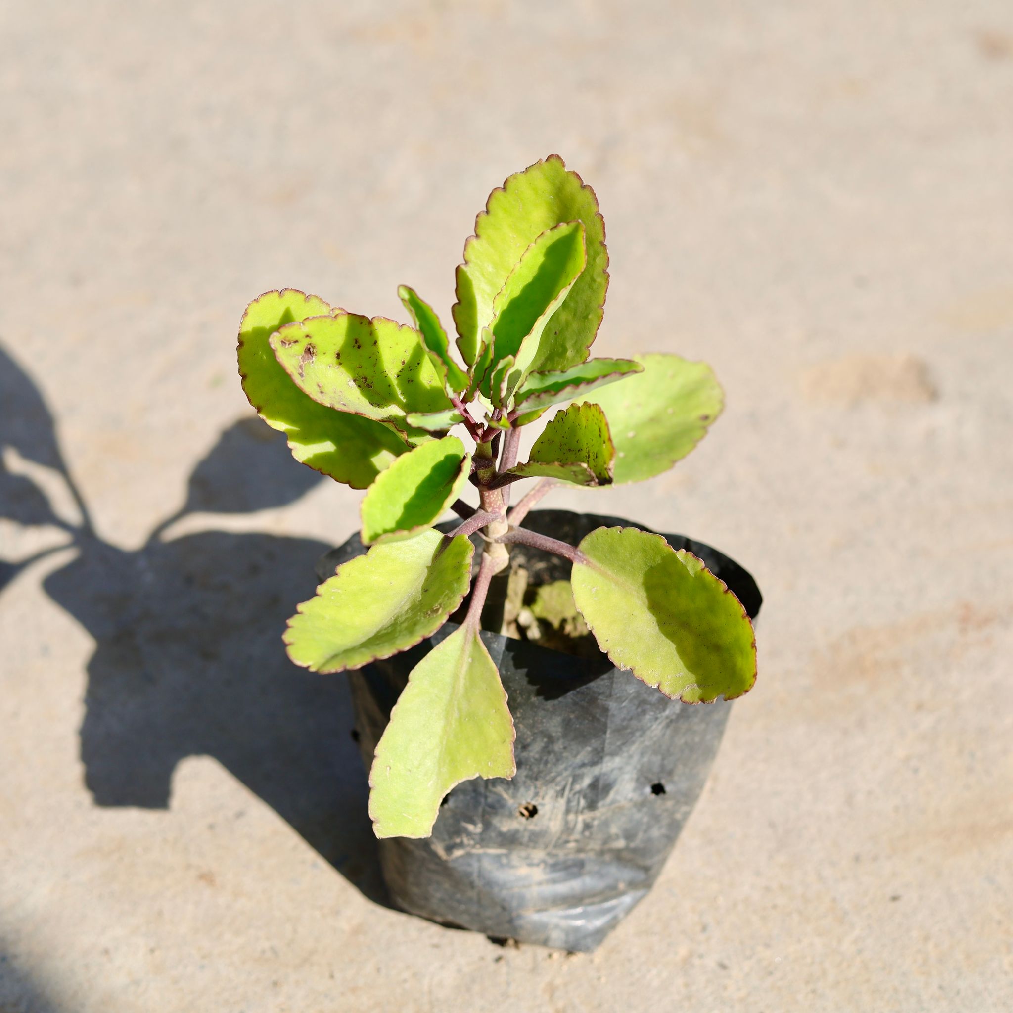 Patharchatta / Kalanchoe Pinnata in 4 Inch Nursery bag