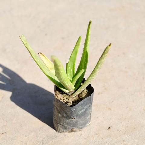 Aloe Vera in 4 Inch Nursery bag