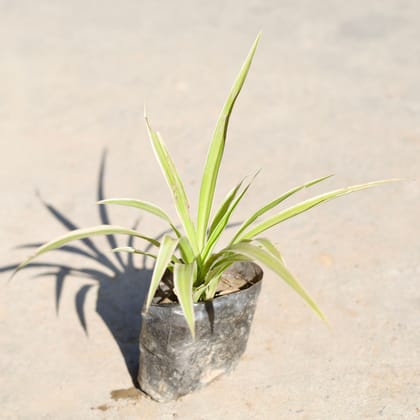 Buy Spider Plant in 4 Inch Nursery bag | Urvann.com