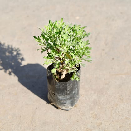 Buy Lavender in 4 Inch Nursery bag | Urvann.com