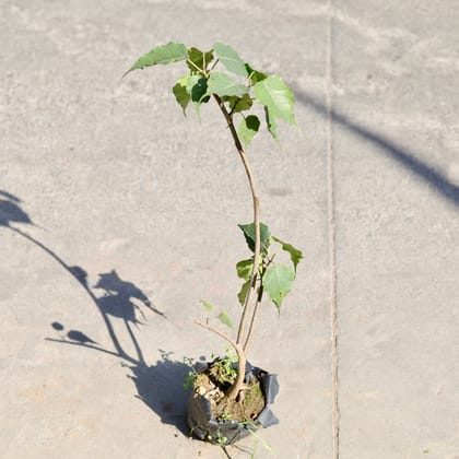 Buy Peepal / Sacred Fig in 4 Inch Nursery bag | Urvann.com