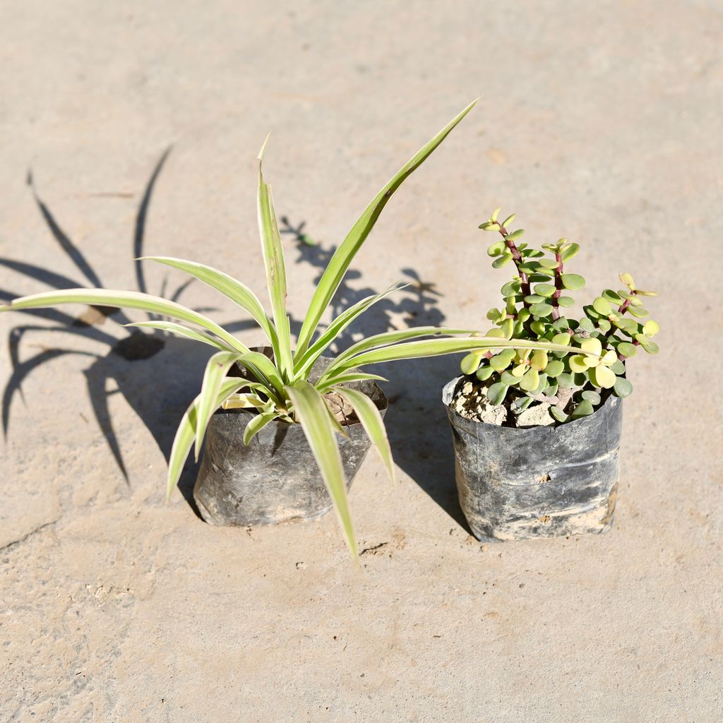 Buy Set of 2 - Spider Plant & Jade in 4 Inch Nursery bag | Urvann.com Set of 2 - Spider Plant & Jade in 4 Inch Nursery bag