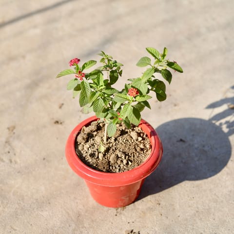 Lantana (Any Colour) in 4 Inch Classy Red Plastic Pot