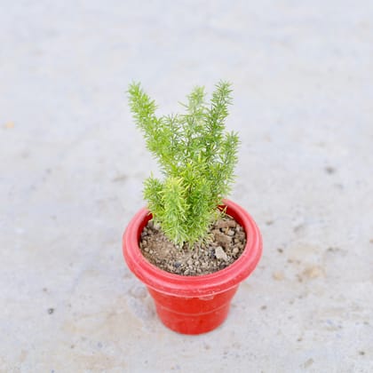 Buy Asparagus Mary ijn 6 Inch Classy Red Plastic Pot | Urvann.com