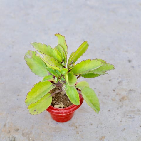 Pattharchata / Kalanchoe Pinnata in 6 Inch Classy Red Plastic Pot