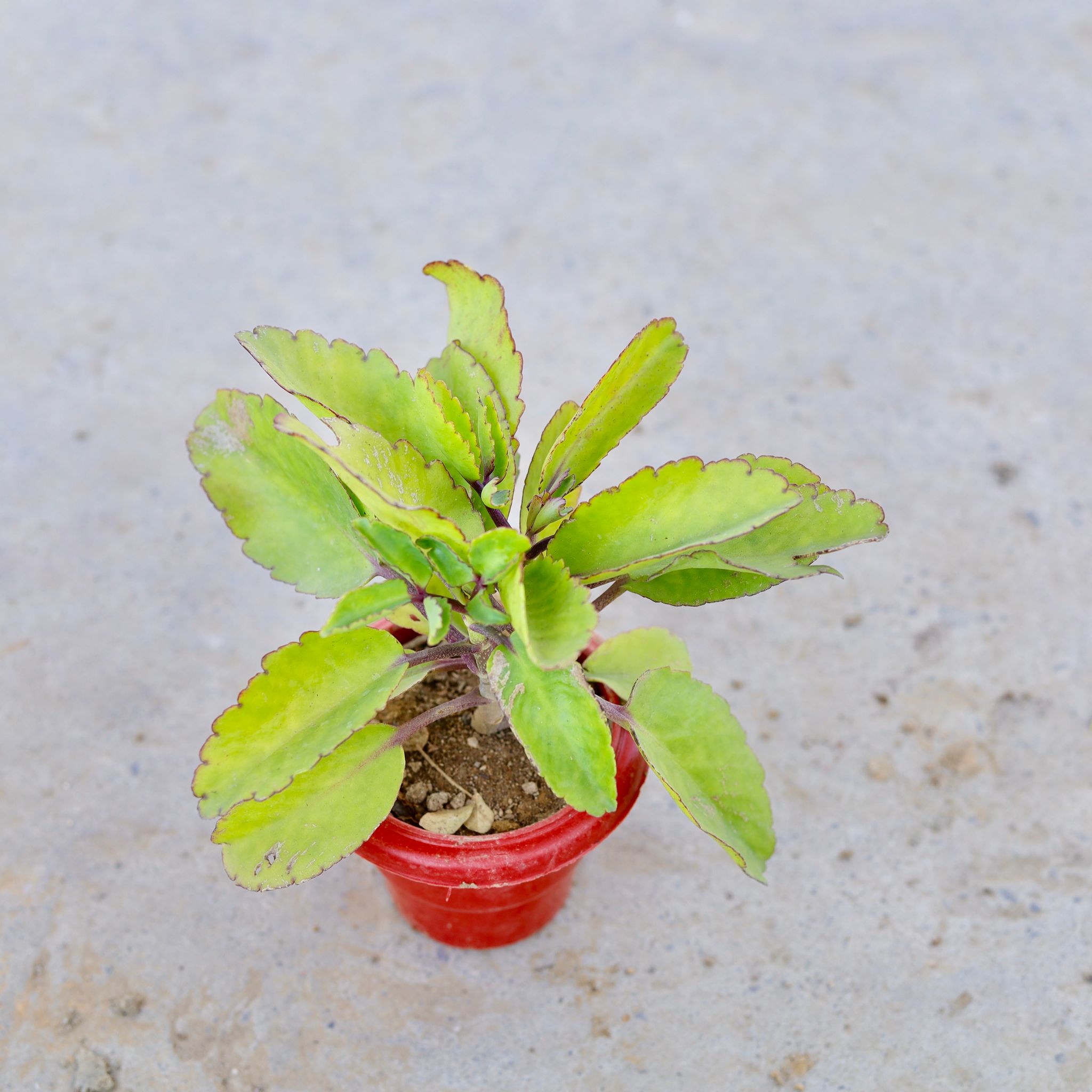Pattharchata / Kalanchoe Pinnata in 6 Inch Classy Red Plastic Pot
