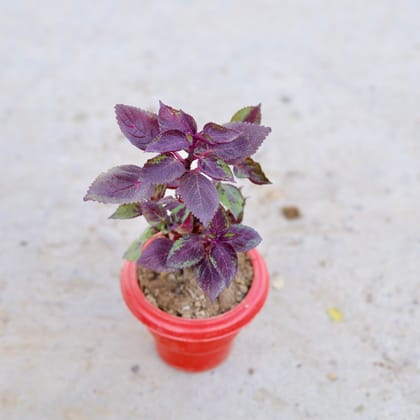 Buy Coleus (Any Colour) in 6 Inch Classy Red Plastic Pot | Urvann.com