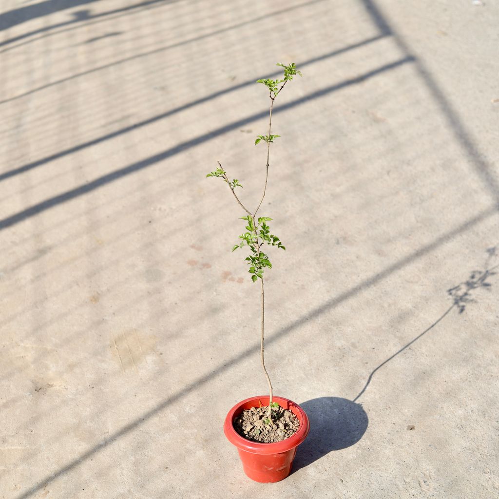 Tecoma Orange in 6 Inch Classy Red Plastic Pot