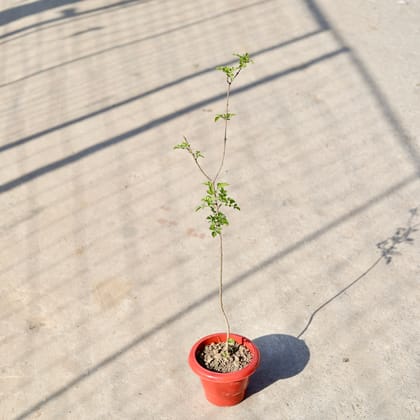 Buy Tecoma Orange in 6 Inch Classy Red Plastic Pot | Urvann.com