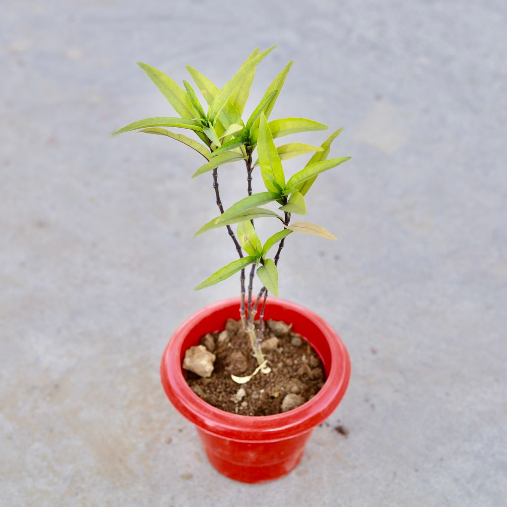 Buy Sukh Shanti in 6 Inch Classy Red Plastic Pot | Urvann.com Sukh Shanti in 6 Inch Classy Red Plastic Pot