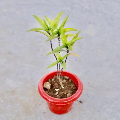 Buy Sukh Shanti in 6 Inch Classy Red Plastic Pot | Urvann.com