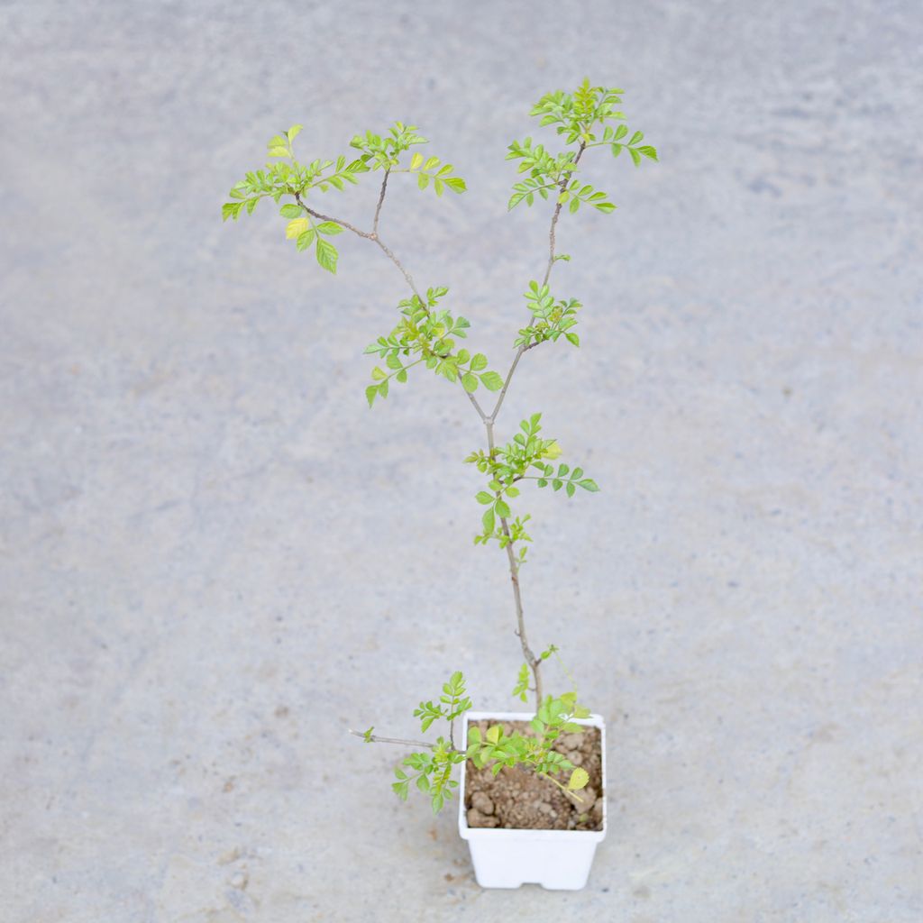 Buy Tecoma (Any Colour) in 4 Inch Elegant White Square Plastic Pot | Urvann.com Tecoma (Any Colour) in 4 Inch Elegant White Square Plastic Pot