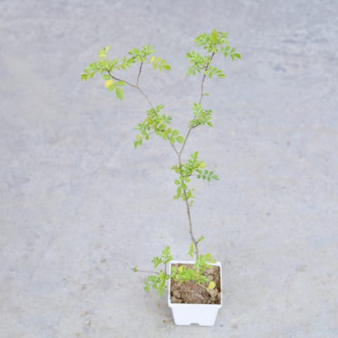 Tecoma (Any Colour) in 4 Inch Elegant White Square Plastic Pot