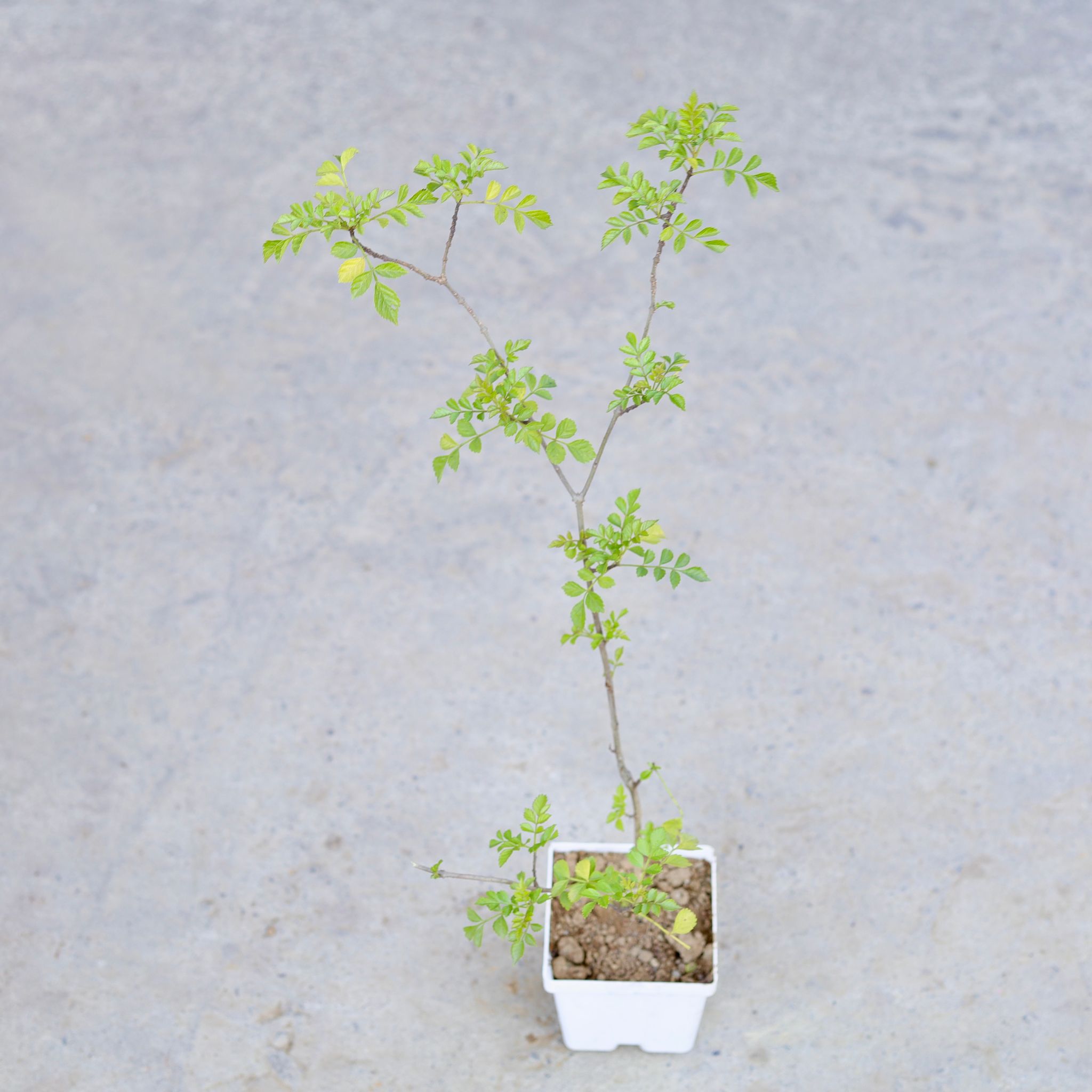 Tecoma (Any Colour) in 4 Inch Elegant White Square Plastic Pot