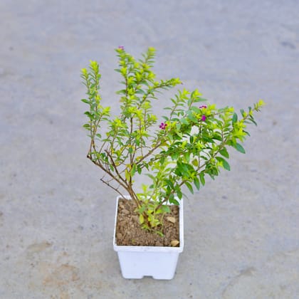 Buy Cuphea / False Heather (Any Colour) in 4 Inch Elegant White Square Plastic Pot | Urvann.com