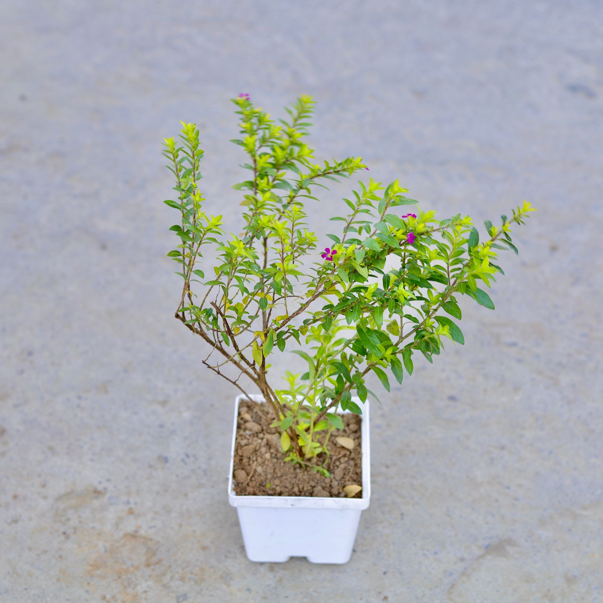 Cuphea / False Heather (Any Colour) in 4 Inch Elegant White Square Plastic Pot