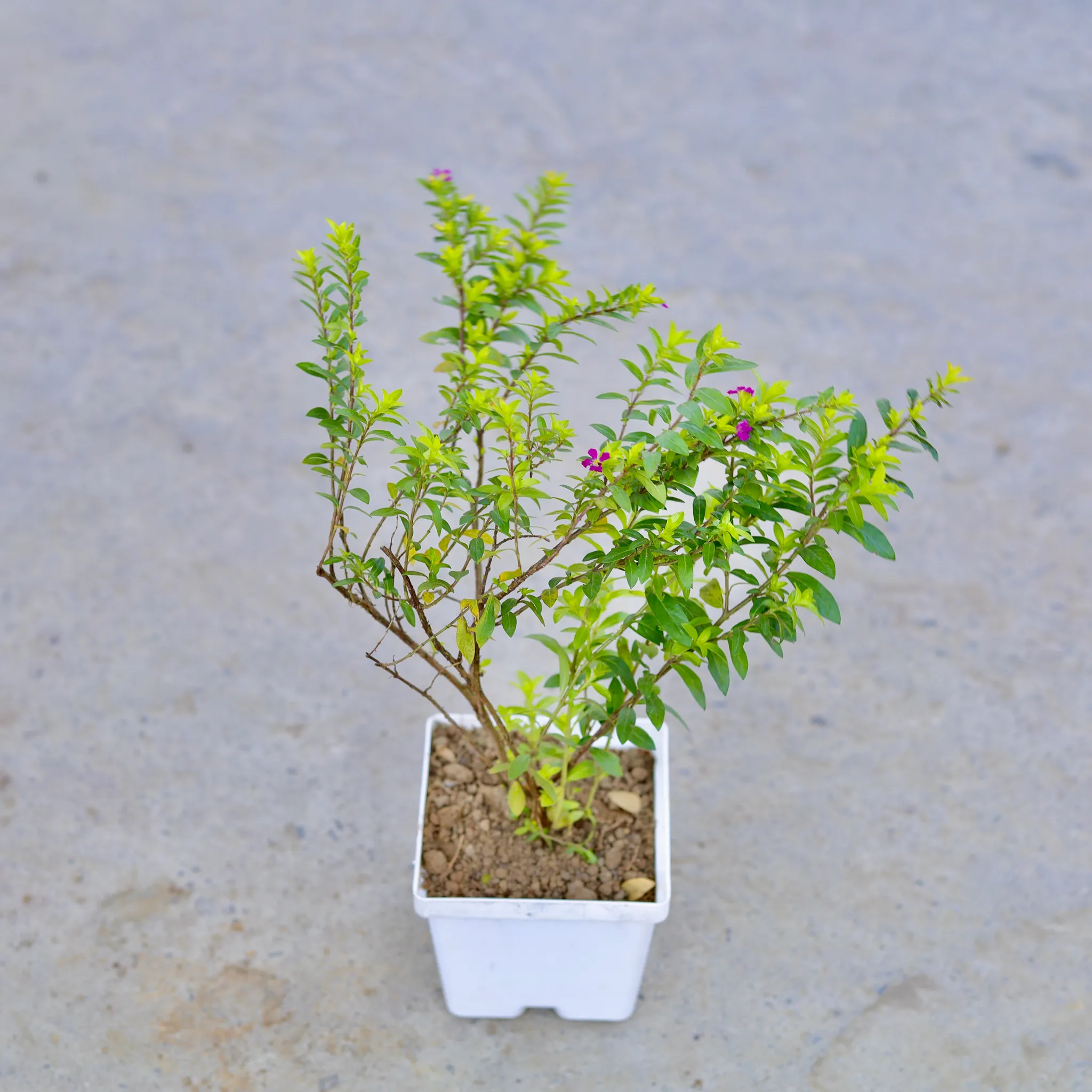 Cuphea / False Heather (Any Colour) in 4 Inch Elegant White Square Plastic Pot