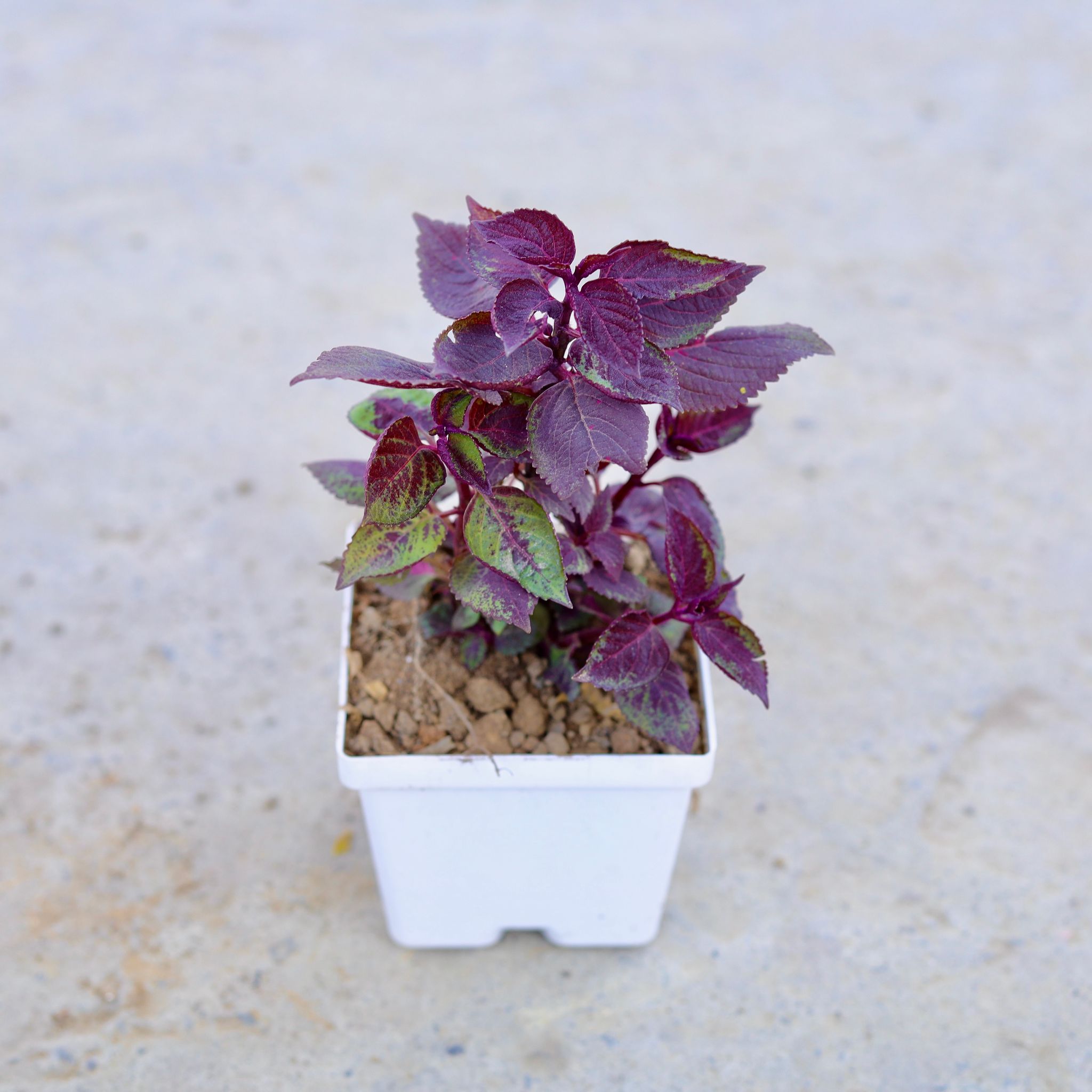Coleus (Any Colour) in 4 Inch Elegant White Square Plastic Pot
