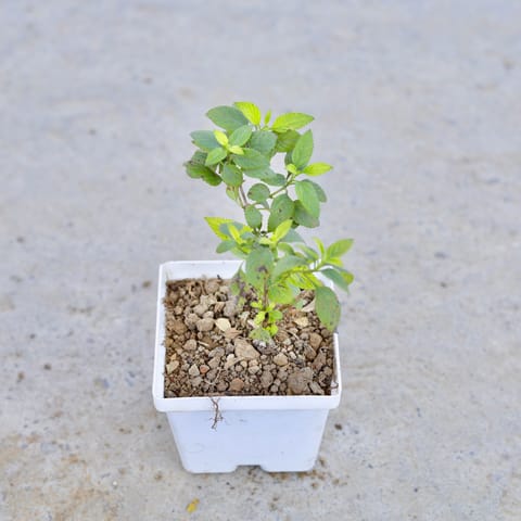 Lantana (Any Colour) in 4 Inch Elegant White Square Plastic Pot