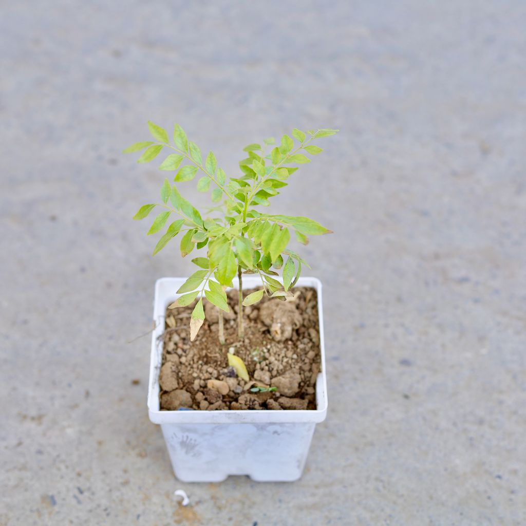 Rama Tulsi in 4 Inch Elegant White Square Plastic Pot
