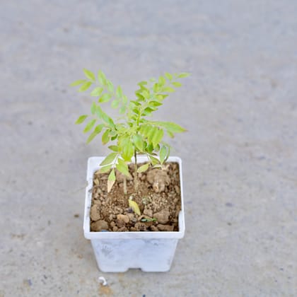 Buy Rama Tulsi in 4 Inch Elegant White Square Plastic Pot | Urvann.com