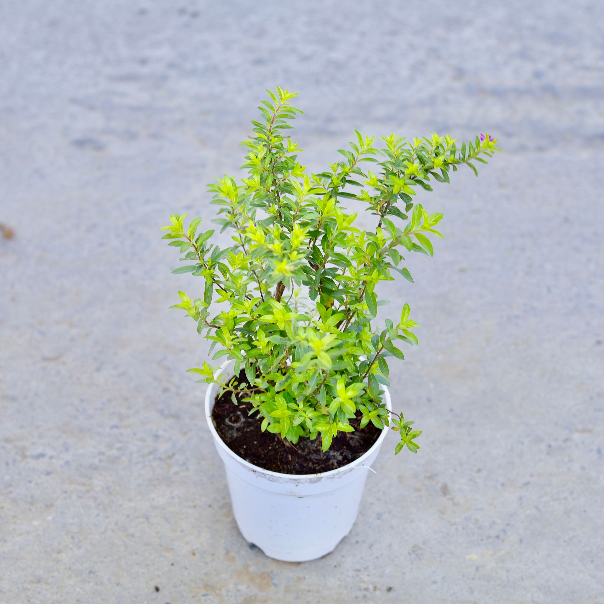 Cuphea / False Heather (Any Colour) in 6 Inch Nursery Pot