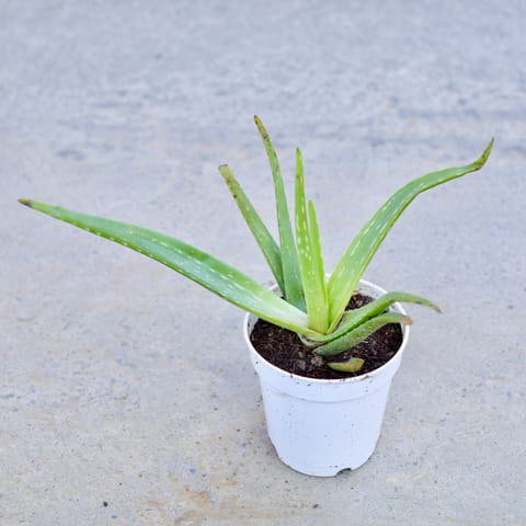 Aloe Vera in 6 Inch Nursery Pot