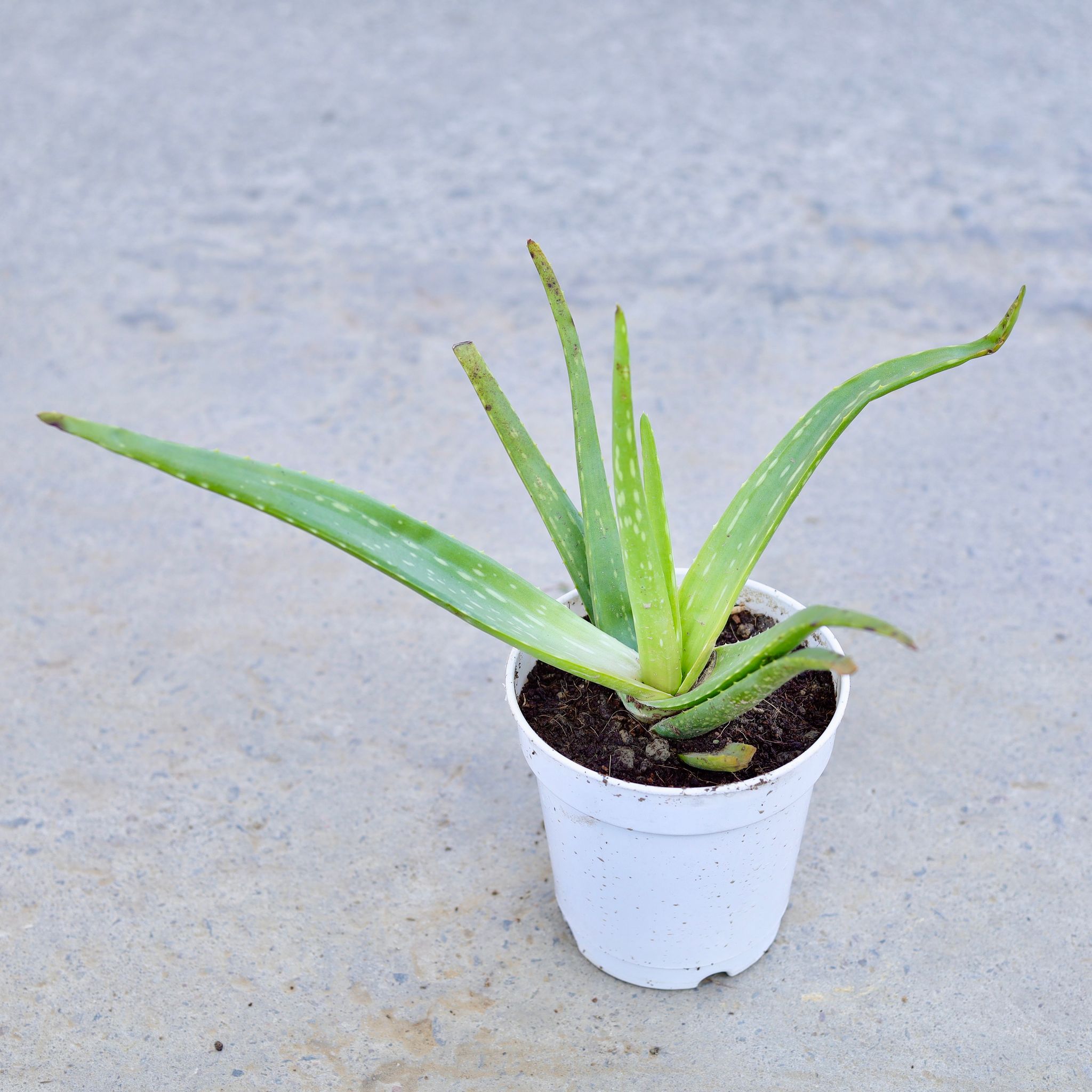 Aloe Vera in 6 Inch Nursery Pot