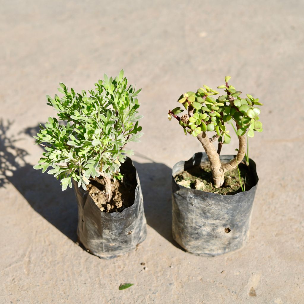 Buy Set of 2 - Lavender & Jade in 4 Inch Nursery bag | Urvann.com Set of 2 - Lavender & Jade in 4 Inch Nursery bag