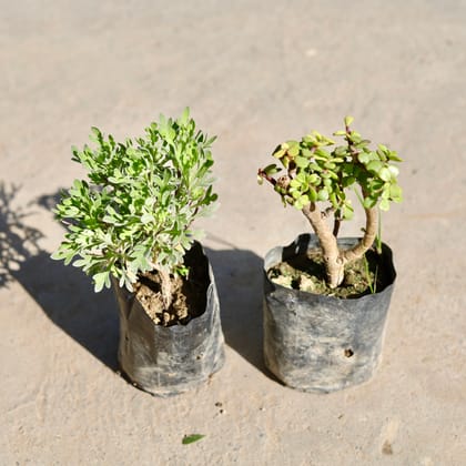Buy Set of 2 - Lavender & Jade in 4 Inch Nursery bag | Urvann.com