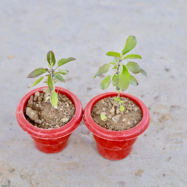Set of 2 - Shyama Tulsi in 4 Inch Classy Red Plastic Pot