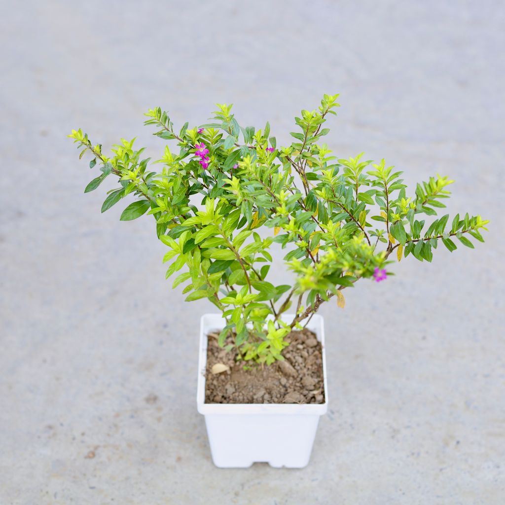 Buy Cuphea / False Heather (Any Colour) in 4 Inch Elegant White Square Plastic Pot | Urvann.com Cuphea / False Heather (Any Colour) in 4 Inch Elegant White Square Plastic Pot
