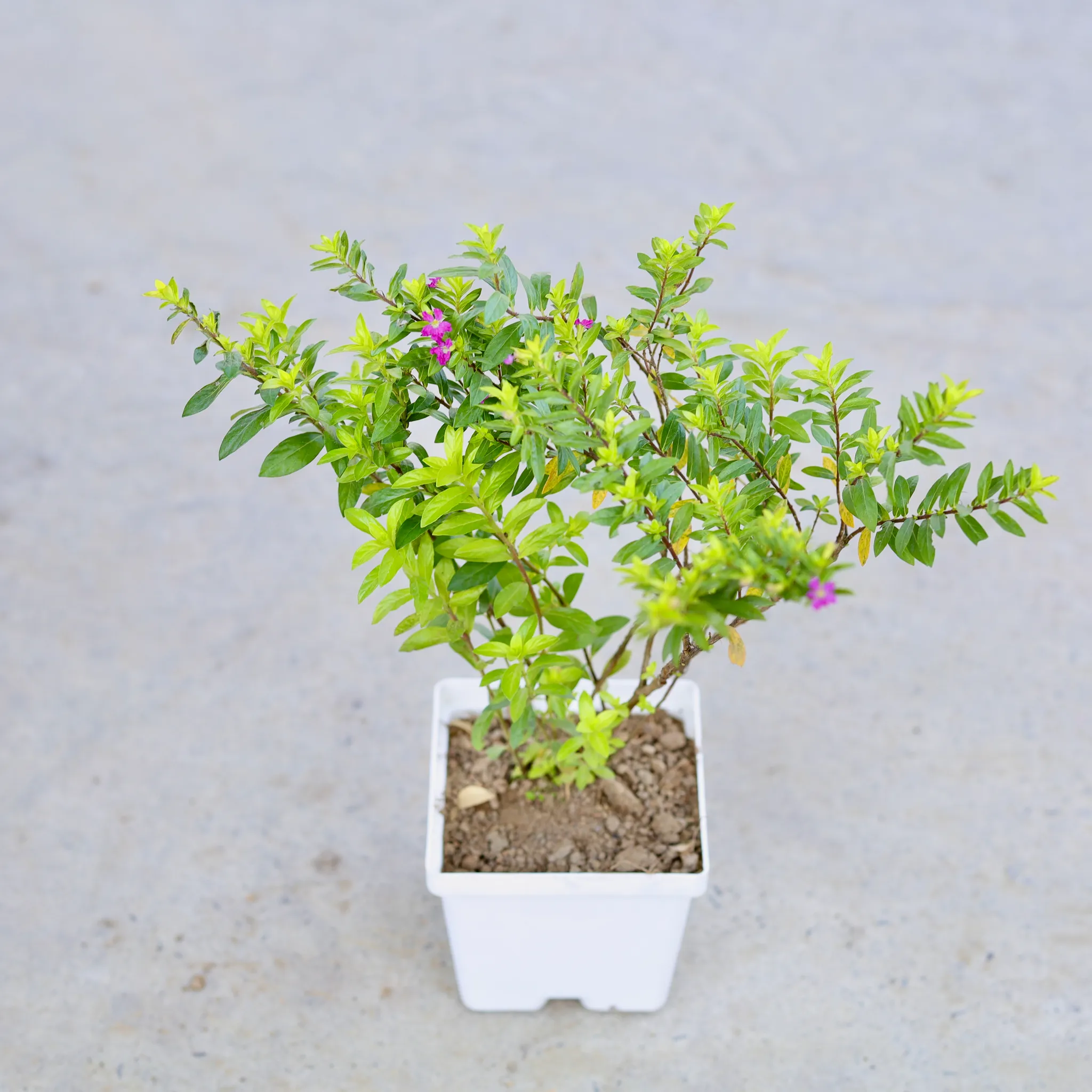 Cuphea / False Heather (Any Colour) in 4 Inch Elegant White Square Plastic Pot
